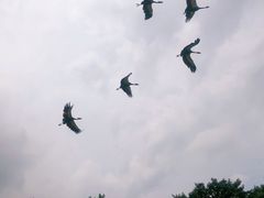 -广州长隆飞鸟乐园