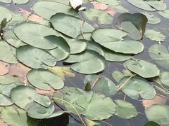 -新江湾城公园