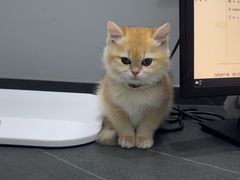 -派特宠物医院(圆融广场店)