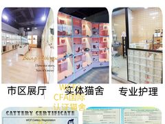 -麒麟缅因猫舍·十五年缅因猫选购中心