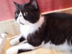 -猫爷宠物生活馆·撸猫馆