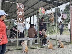 -广西龙虎山风景区