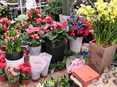 -金陵花卉交易市场