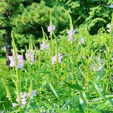 《快看看初秋时节的北京植物园有多美》