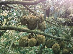 -都念榴莲·城市榴莲