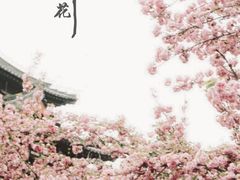 -西安青龙寺遗址景区