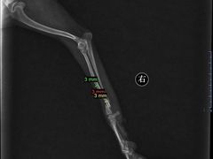 -爱诺耐芙动物医院(万博店)