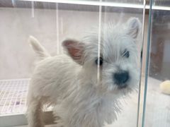 -翊宠yipet猫狗购宠庄园犬舍•猫舍