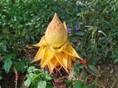 -中国科学院西双版纳热带植物园