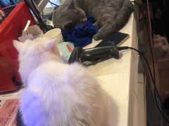 -平行世界·猫咖(首经贸店)