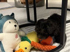 -半岛宠物医院24小时(白果林店)
