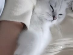 -宠颐生汉谟拉比宠物医院