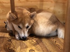 -柴务处·柴犬主题狗咖