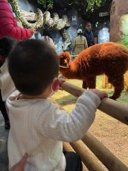 -Zoolung Zoolung动物主题公园(海信广场店)