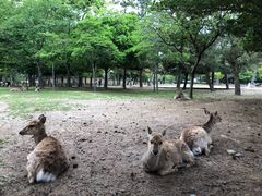-奈良公园