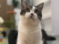 -COLOR PETS 撸猫馆·购猫·猫咖(长风大悦城店)