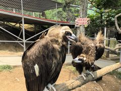 -西霞口神雕山野生动物世界