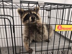-浣熊柯尔鸭土拨鼠·电玩咖
