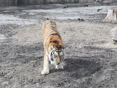 -沈阳森林动物园
