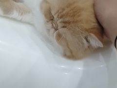 -糯米喵星人·撸猫猫舍咖啡馆(西市场嘉华店)