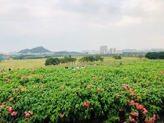 -光明小镇欢乐田园