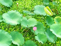 -荔湾湖公园