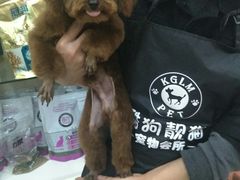 -酷狗靓猫宠物·洗护·美容·寄养(航北路店)