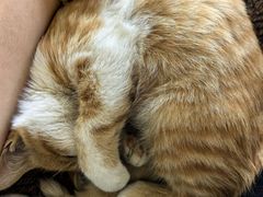 -宠福鑫康馨动物医院·骨科·眼科