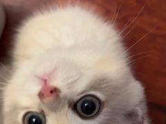 -欣宠猫屋·矮脚拿破仑·蓝金金渐层