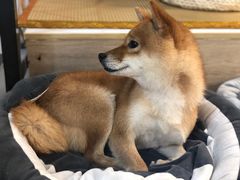 -柴迷FANS CLUB·柴犬狗咖·猫咖