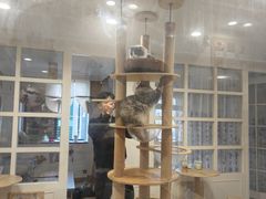 -楼上猫咖(罗湖店)