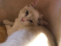 -藏猫猫咖啡主题馆(中央大道店)