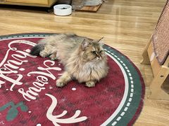 -滚猫咖啡·猫咖·猫友好撸猫(未来城店)