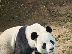 -栾川竹海野生动物园