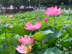 -莲花池公园