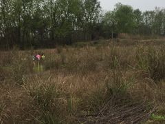 -桤木河湿地公园