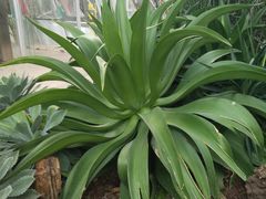 -北京植物园-展览温室