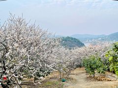 -广州市流溪河国家森林公园