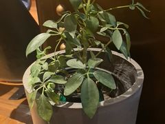 -1886德国汽车餐厅(外滩中央店)