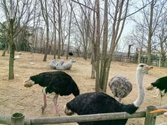 -大连森林动物园