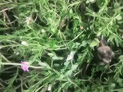 -基诺山寨.版纳民族特色菜