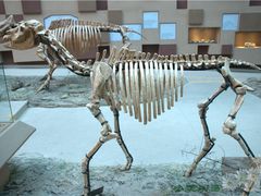 -陕西自然博物馆