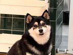 -是阿柴呀！柴犬咖啡·爱喵喵猫咖