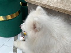 -星多哈·狗咖·拼豆·咖啡
