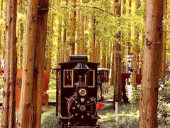 -黄海国家森林公园