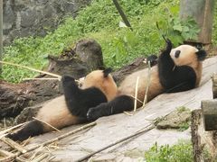 -都江堰中华大熊猫苑