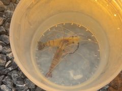 -DGE季风钓虾营地·团建·聚会