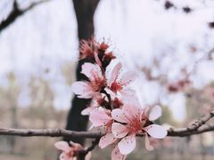 -朝阳公园