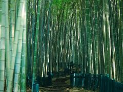 -杭州植物园