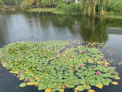 -金银湖国家城市湿地公园